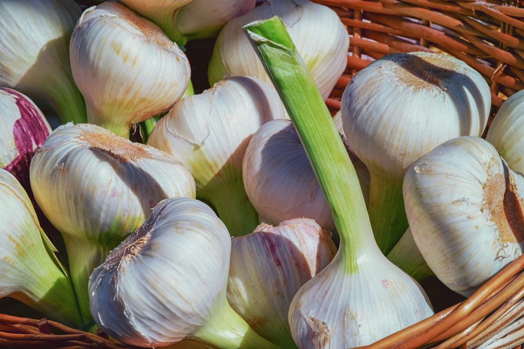 Garlic