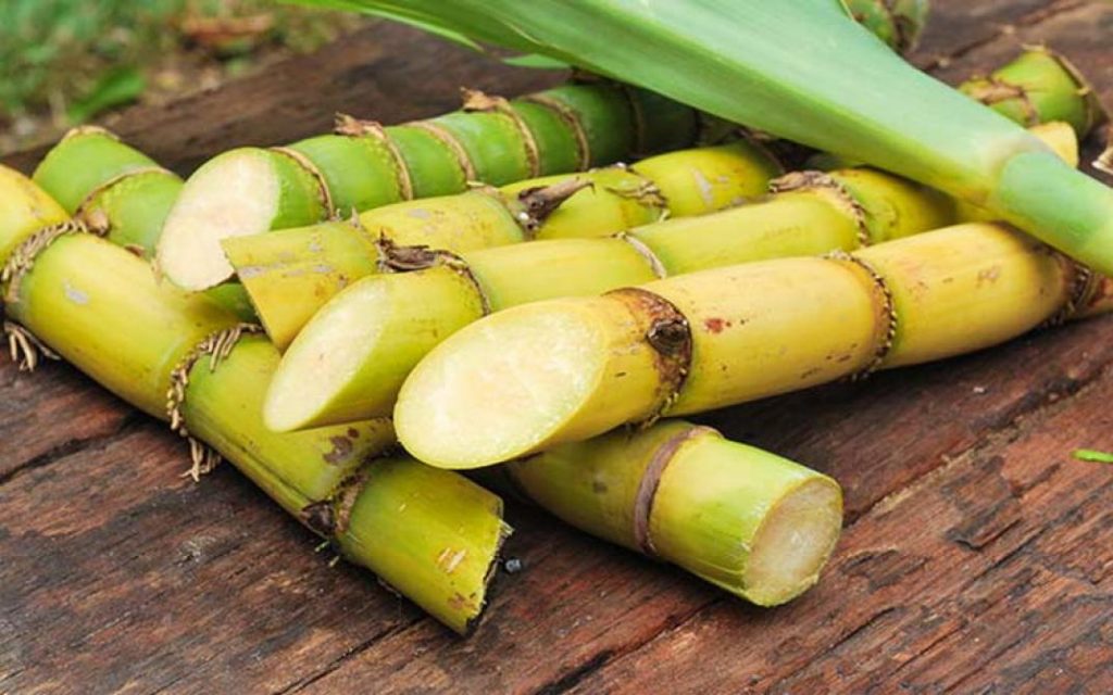 Sugarcane