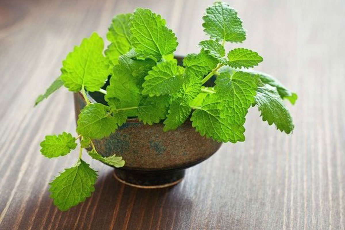 Lemon balm