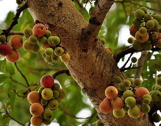 Ficus Glomerata Udumbara