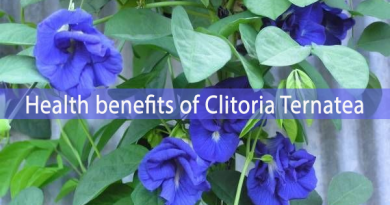 Clitoria Ternatea