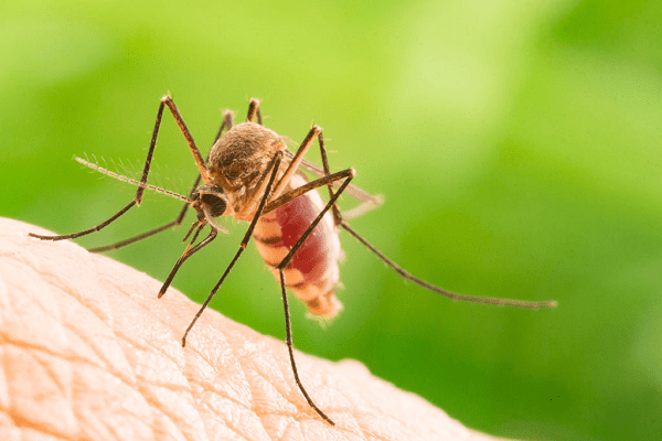 chikungunia