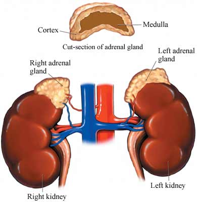 Right Adrenocortical Carcinoma