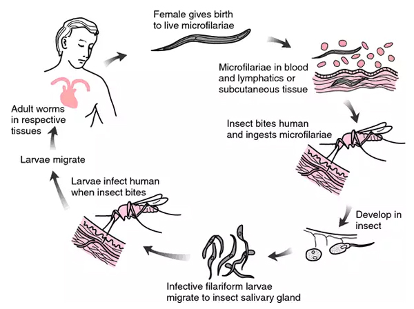 Herbal Treatment for Microfilaria